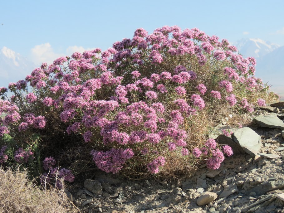 Acanthophyllum pungens