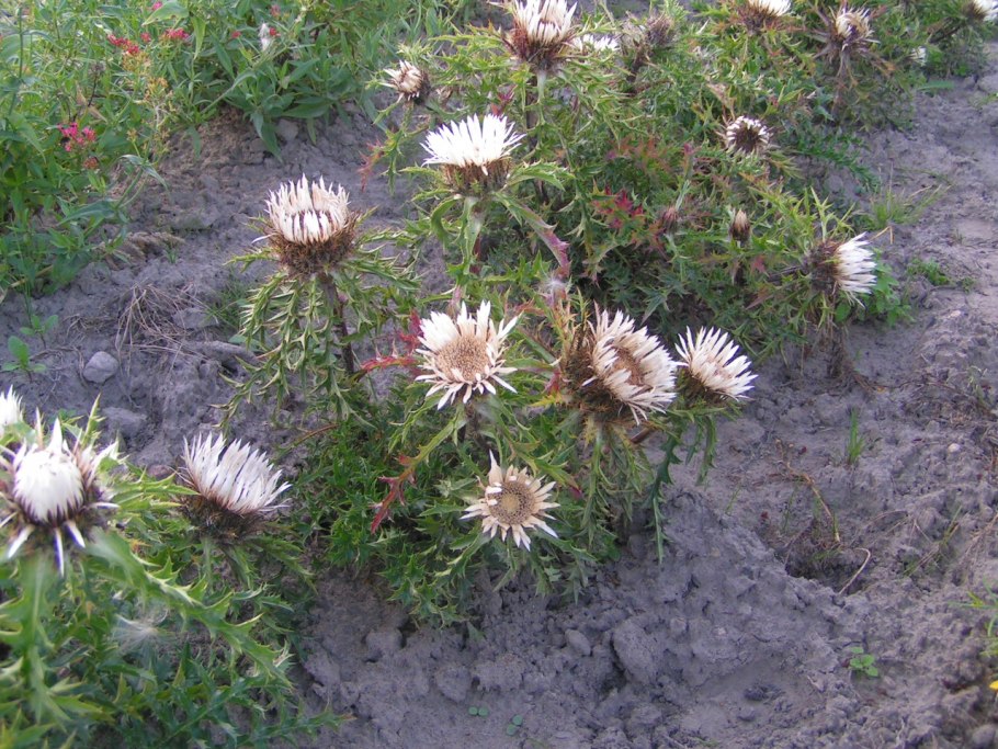 Carlina acaulis