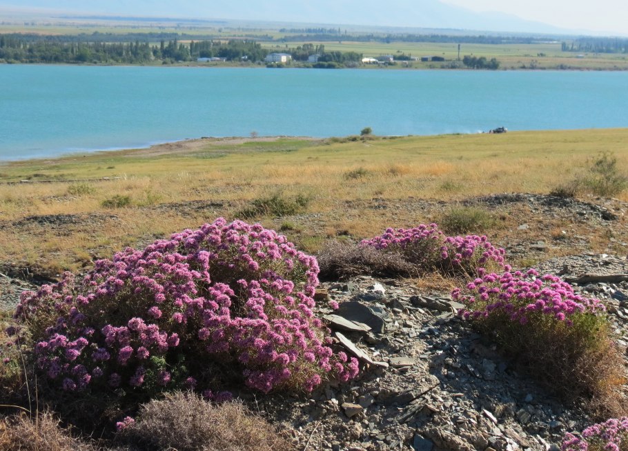 Колючелистник качимовидный