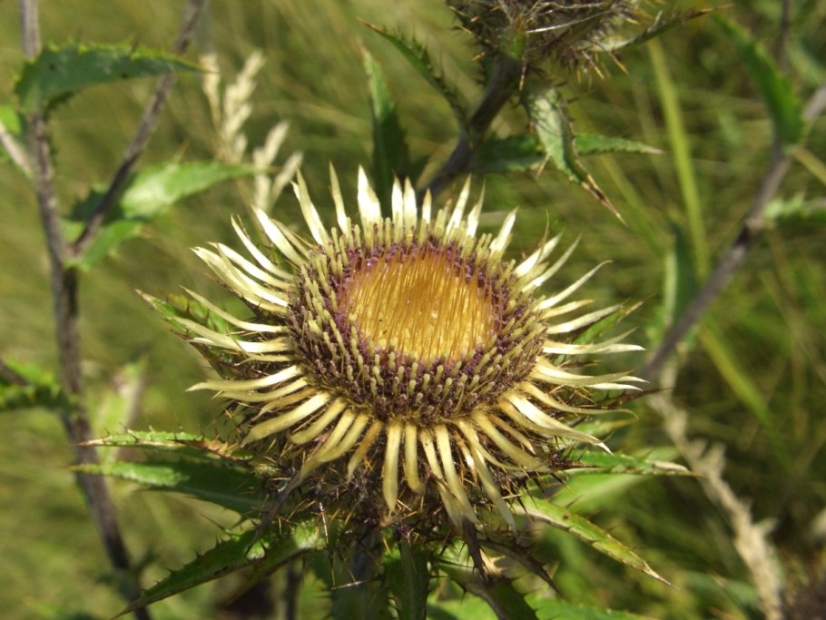 Аллохруза качимовидная