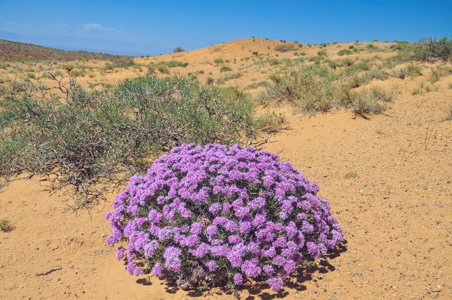 Колючелистник колючий