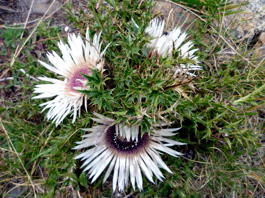 Carlina acaulis цветок