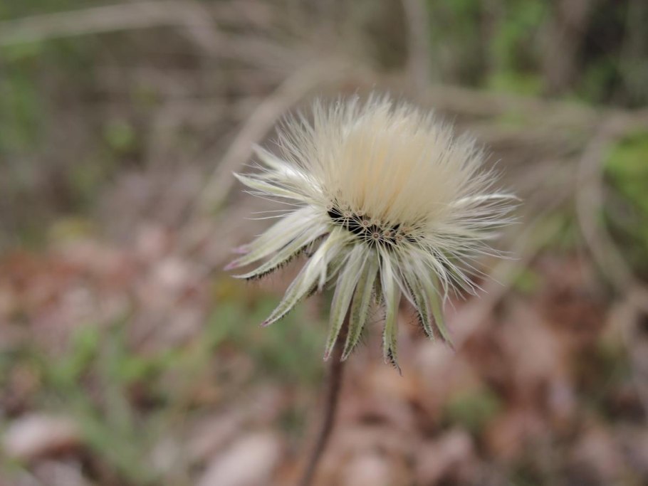 Колючка Биберштейна
