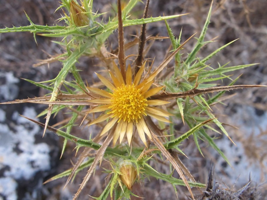 Allochrusa gypsophiloidea RGL