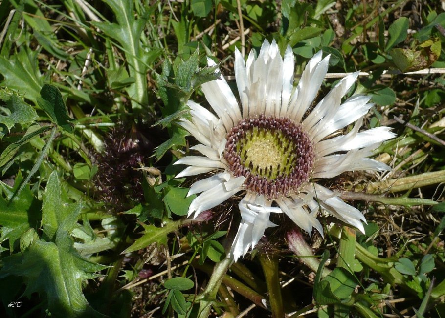 Колючник обыкновенный