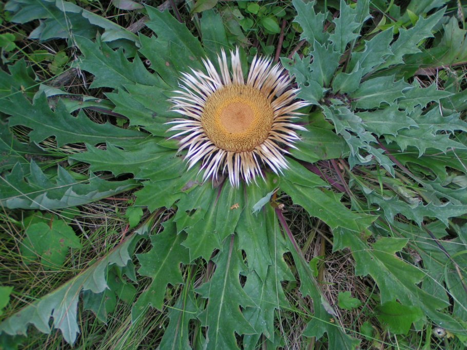 Колючелистник жёлтый