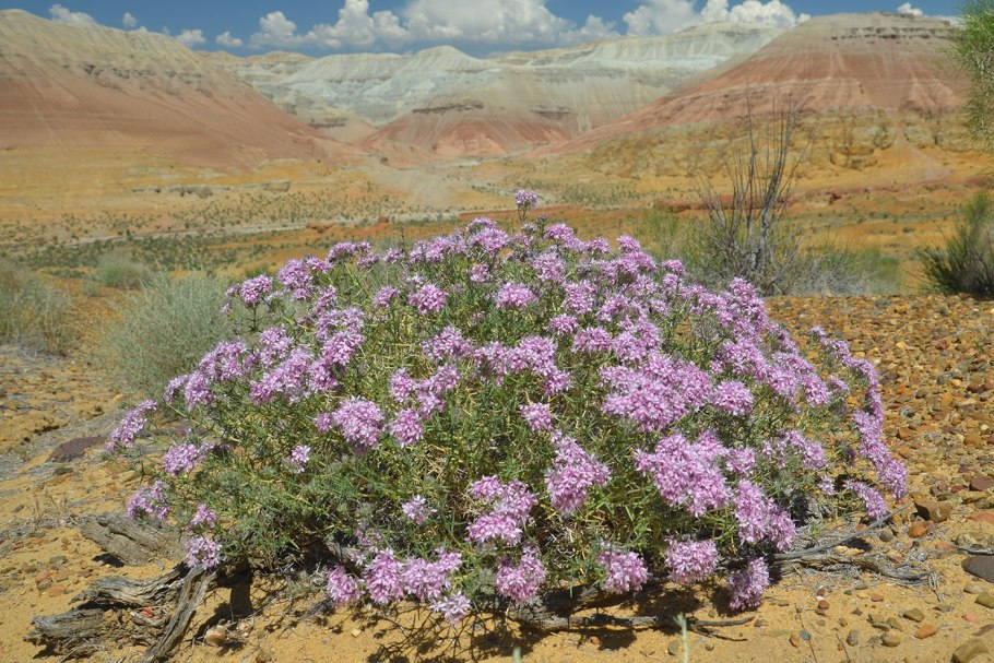 Колючелистник Крымский