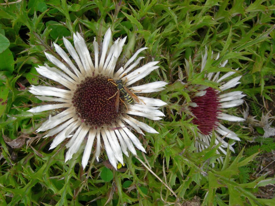 Колючник бесстебельный