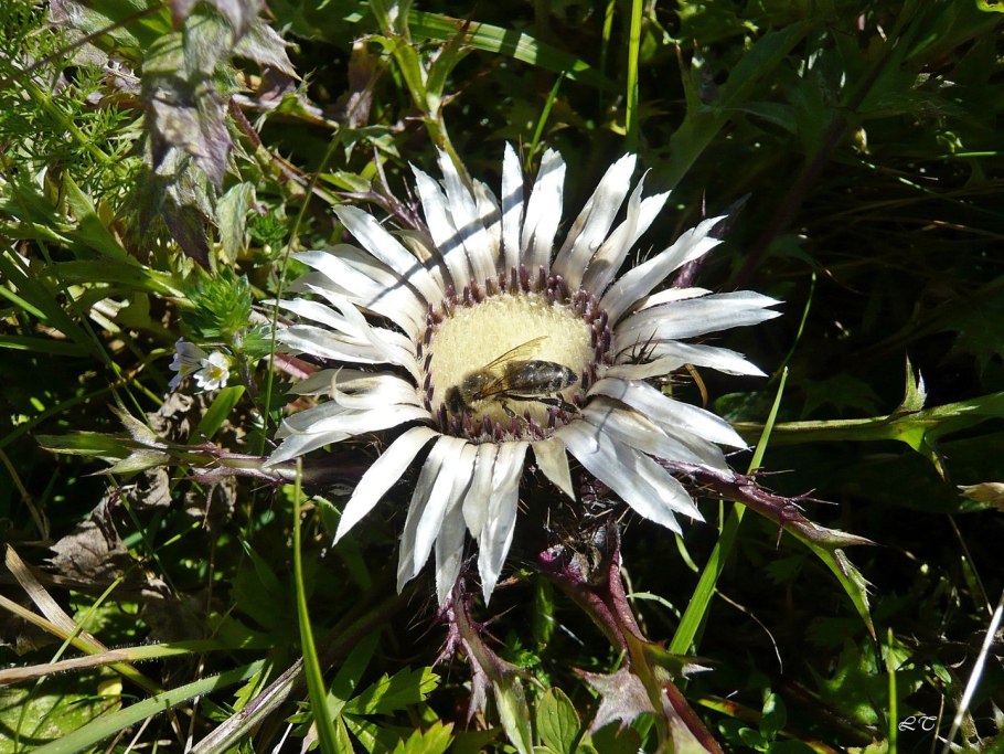 Колючник Карлина