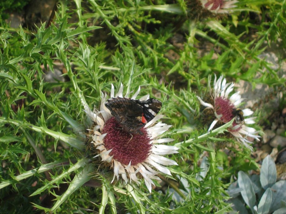 Колючник Карлина