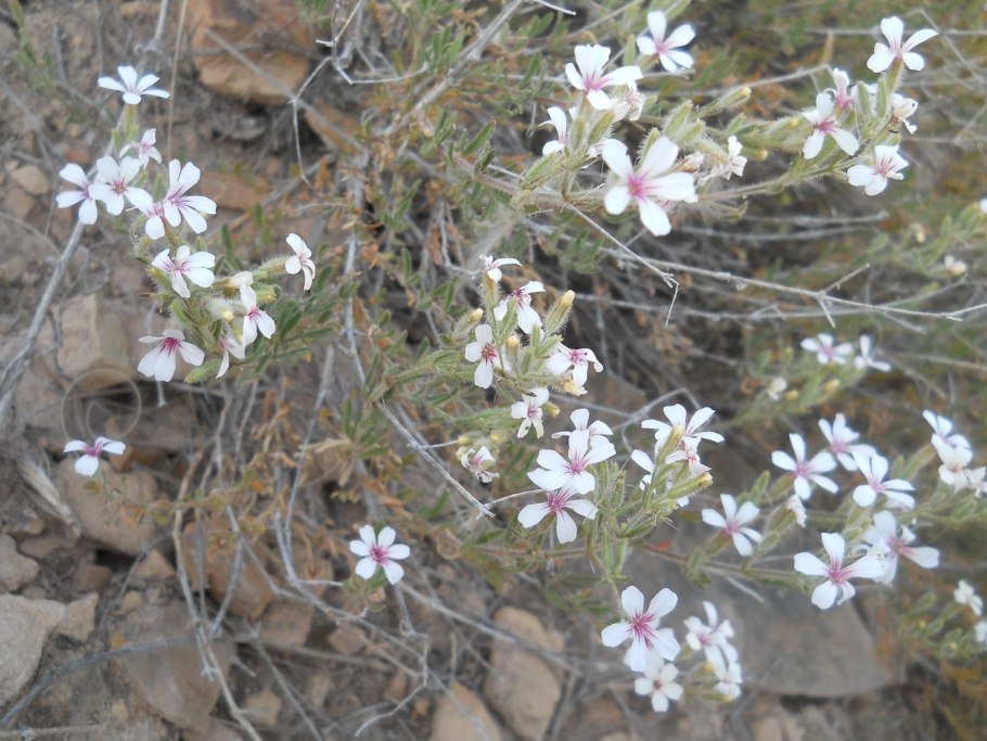 Карлина (Колючник бесстебельный)