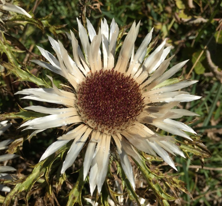 Колючник бесстебельный