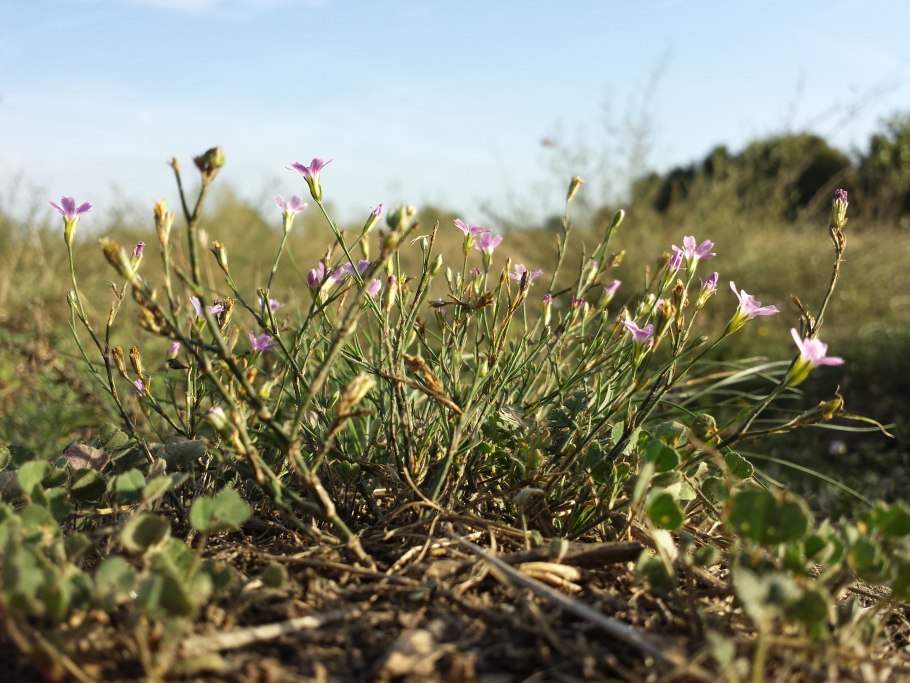 Порядок Гвоздичноцветные Caryophyllales