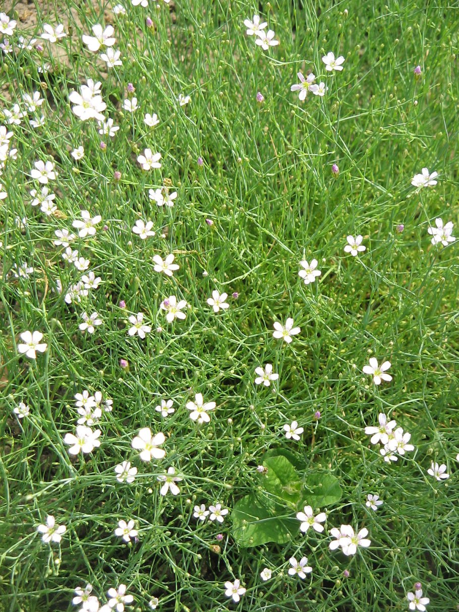 Petrorhagia Saxifraga