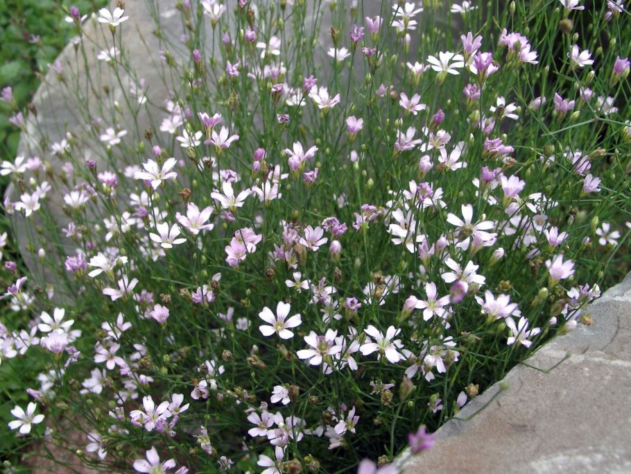 Petrorhagia Saxifraga