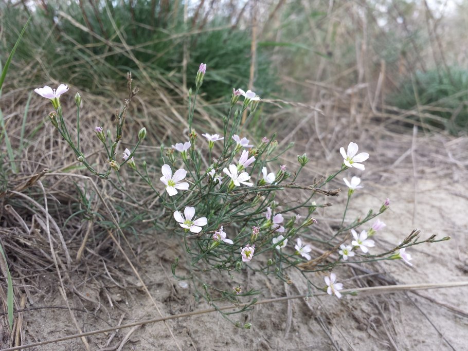 Петрорагия камнеломка