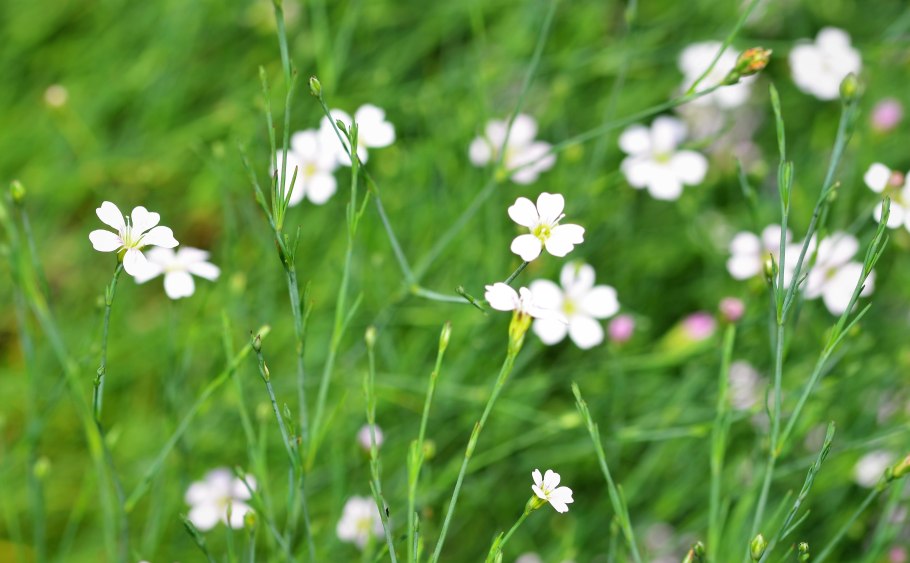 Petrorhagia Saxifraga