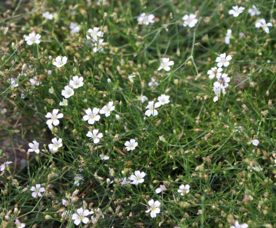 Петрорагия рисованная