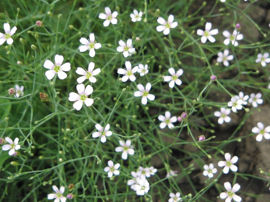 Petrorhagia Saxifraga