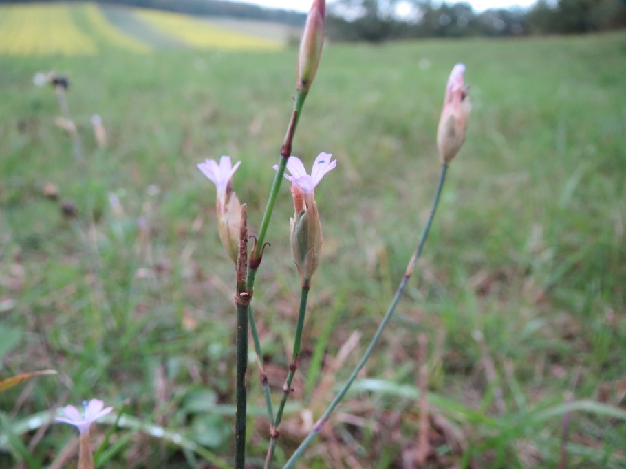 Prolifera Blossom