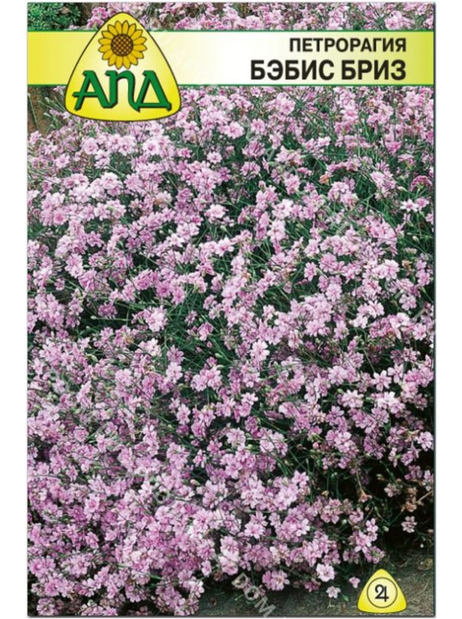 Петрорагия бэбис бриз