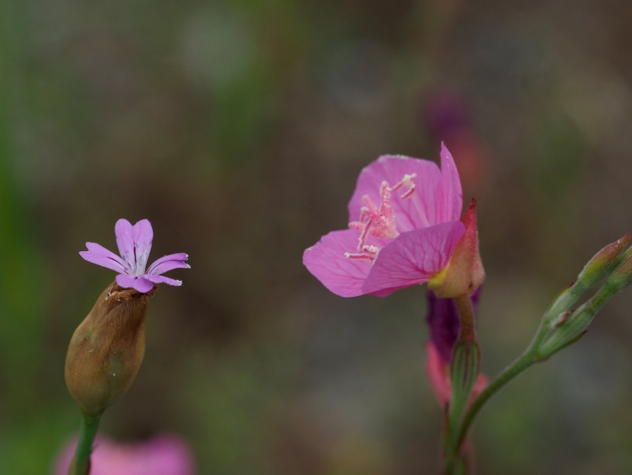 Oenothera rosea