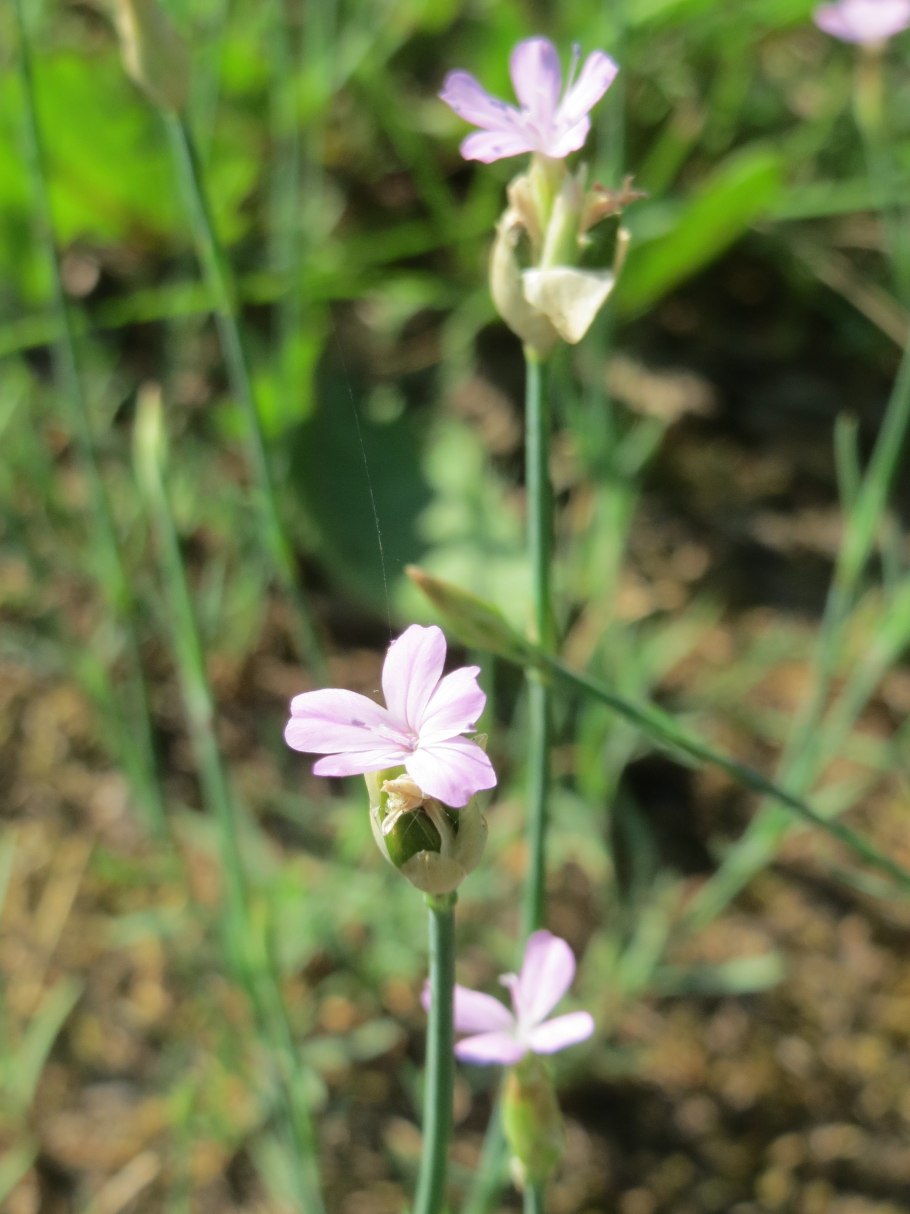 Петрорагия прорастающая