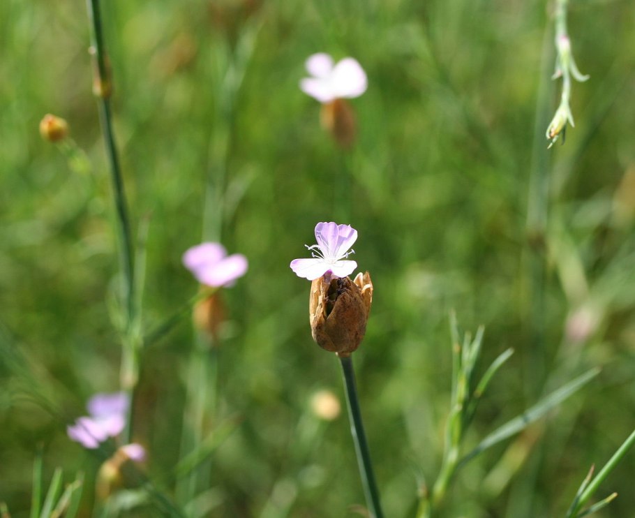 Petrorhagia prolifera