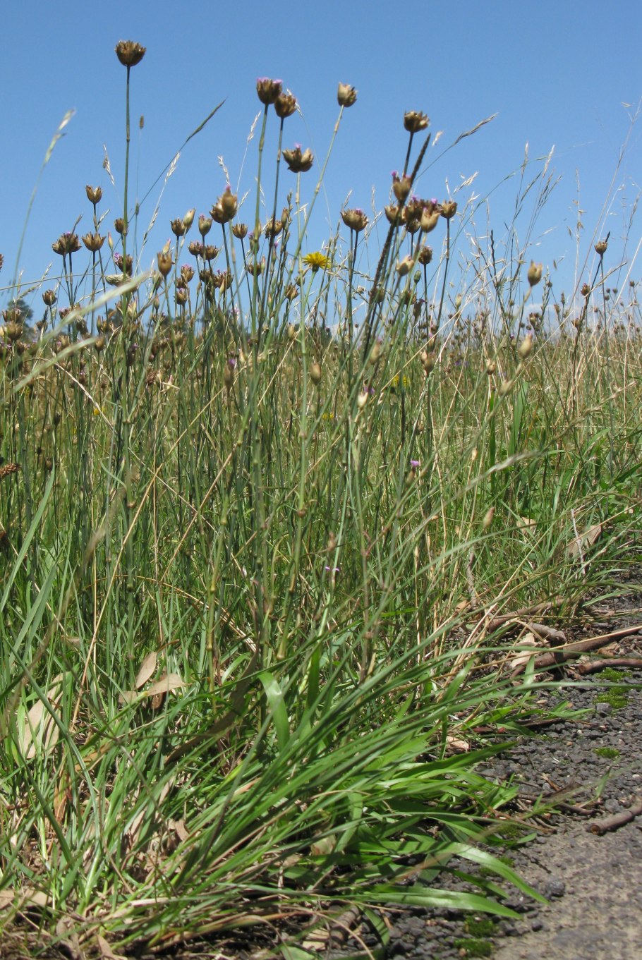 Petrorhagia nanteuilii