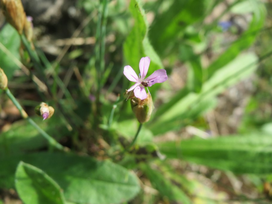 Гибралтарская смолевка (silene tomentosa)