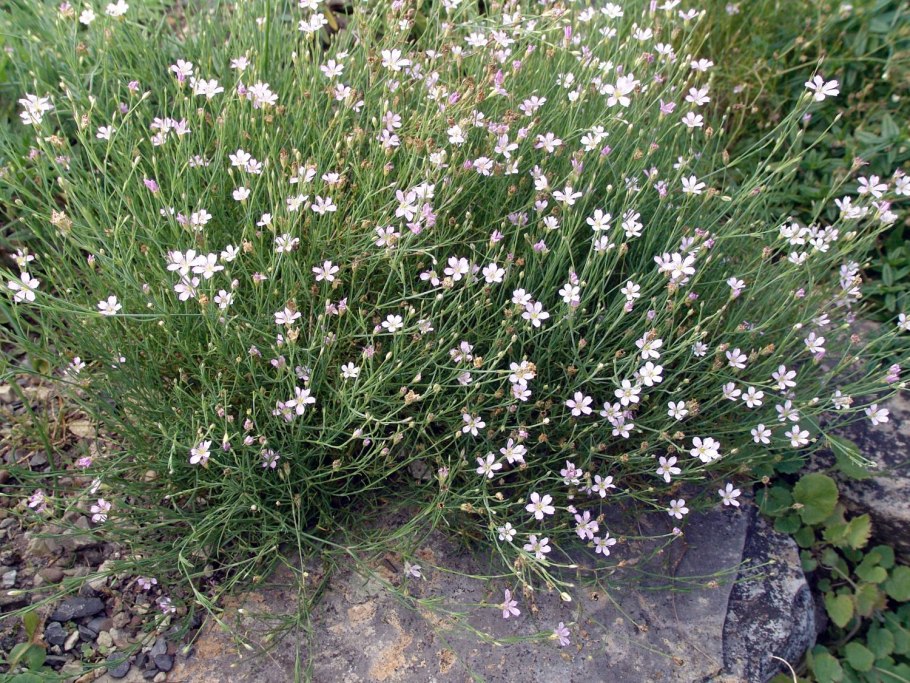 Petrorhagia Saxifraga (l.) link