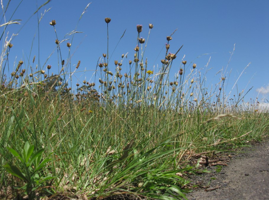 Scabiosa ochroleuca