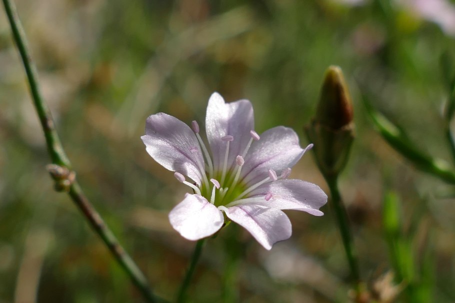 Петрорагия рисованная