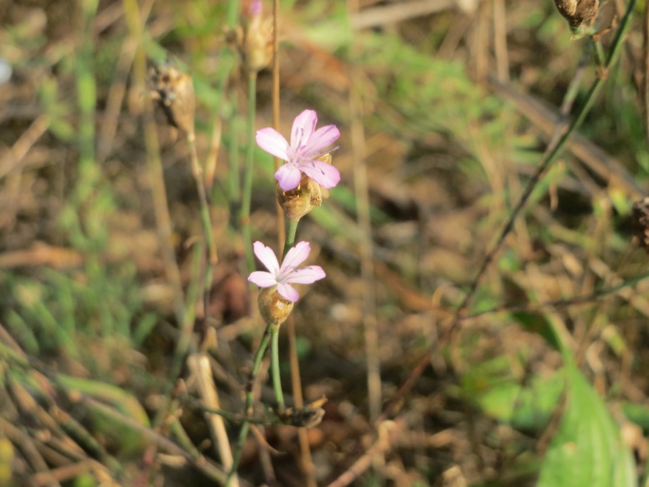 Петрорагия прорастающая