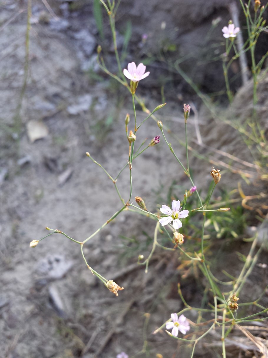 Petrorhagia Saxifraga (l.) link