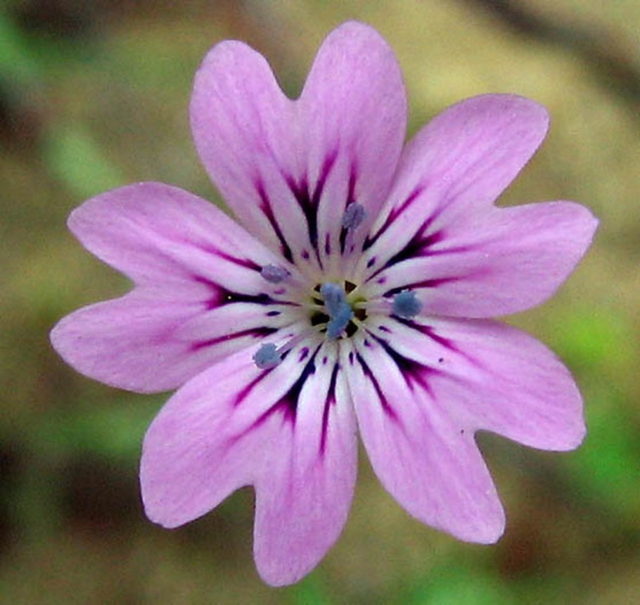 Герань geranium nodosum