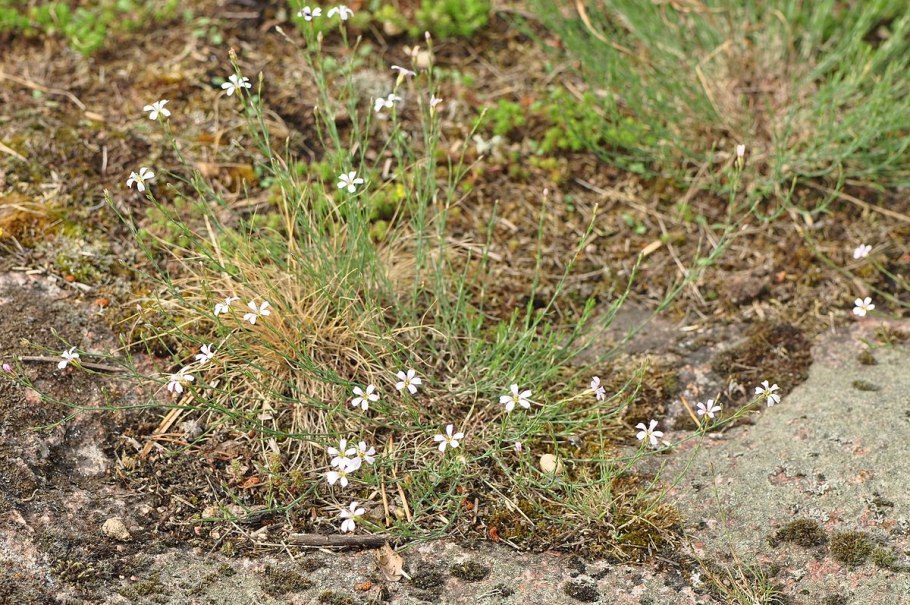 Петрорагия бэбис Бриз