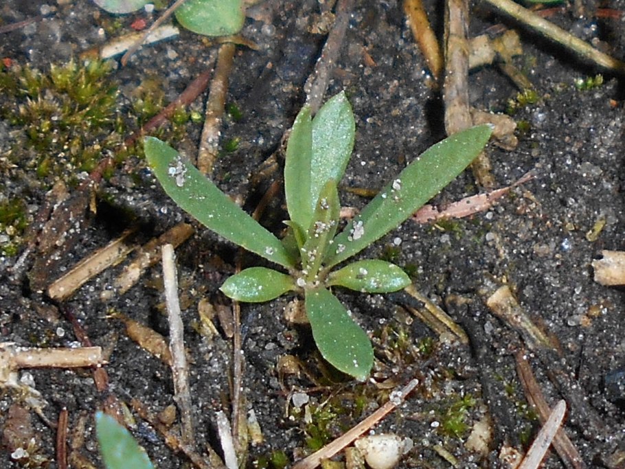 Petrorhagia illirica