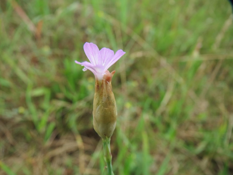 Петрорагия побеговая