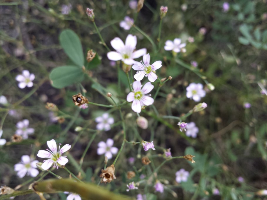 Petrorhagia (ser.) Link — Петрорагия