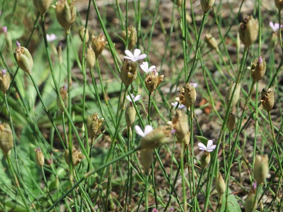 Petrorhagia prolifera рисунок