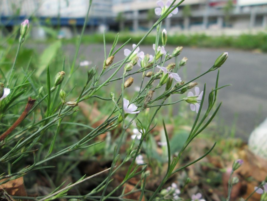 Petrorhagia saxifraga