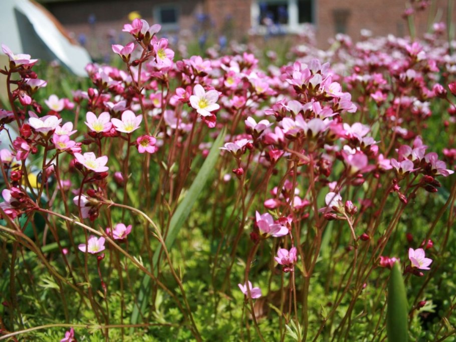 Камнеломка арендса