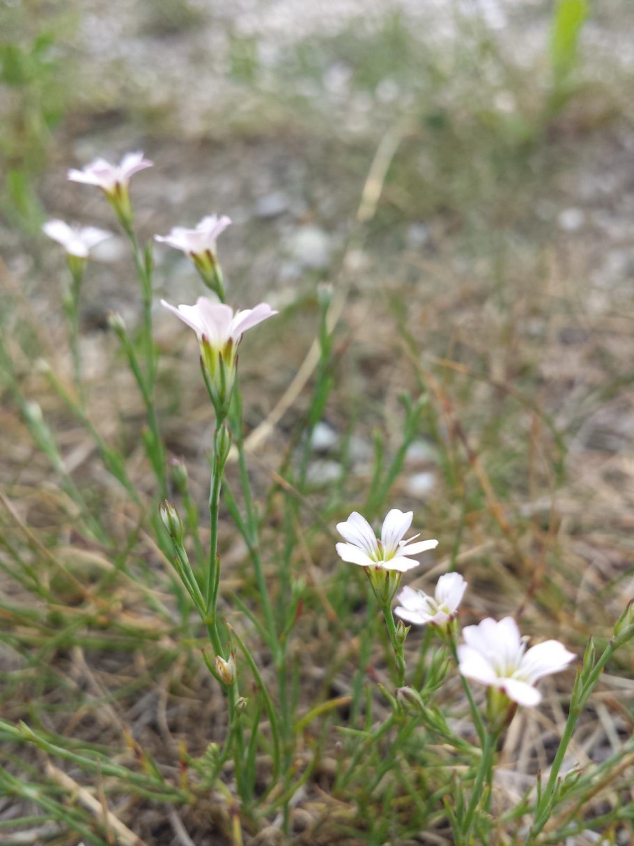 Петрорагия камнеломка