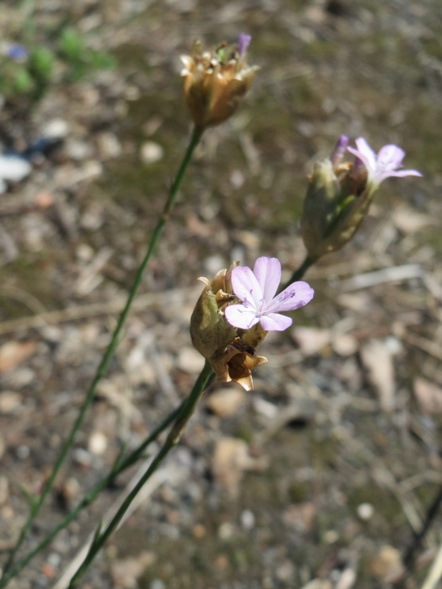 Петрорагия рисованная