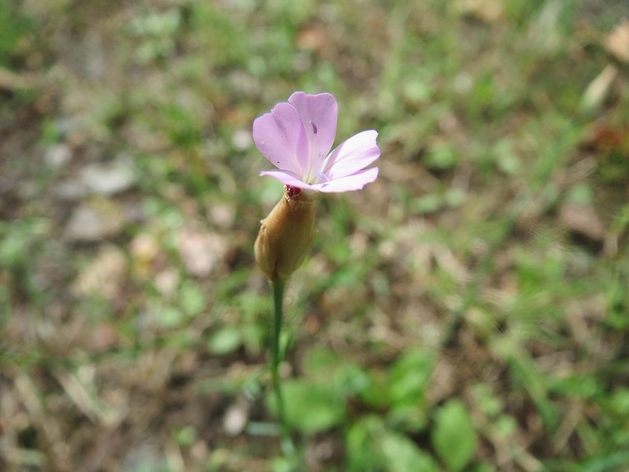 Petrorhagia prolifera