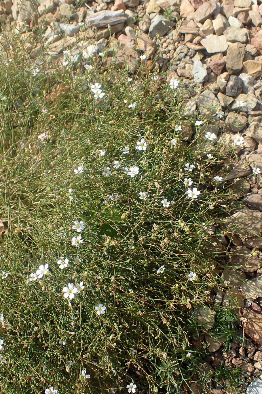 Petrorhagia dubia