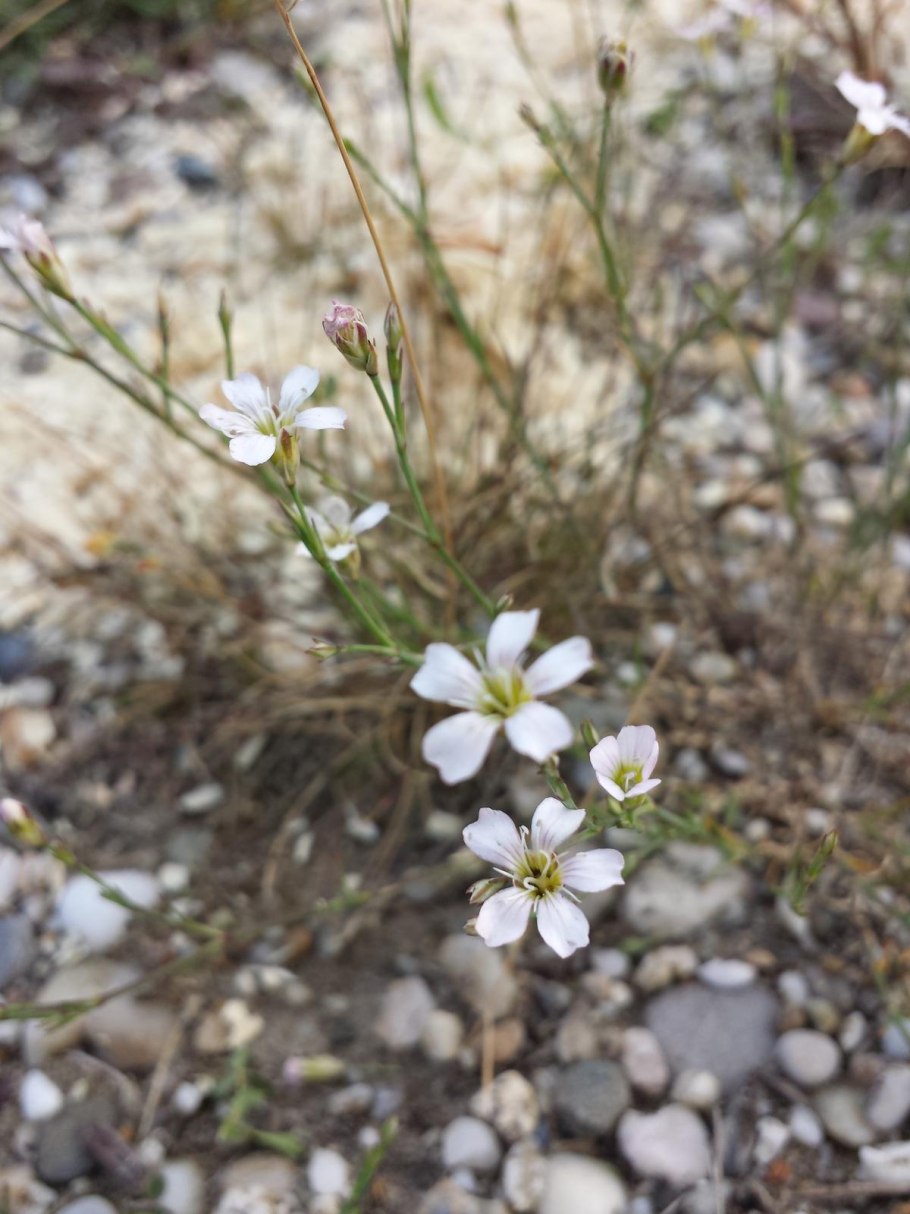 Петрорагия камнеломковая