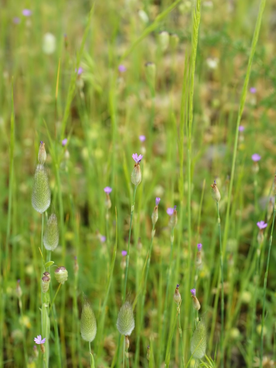 Цветок Petrorhagia prolifera рисунок