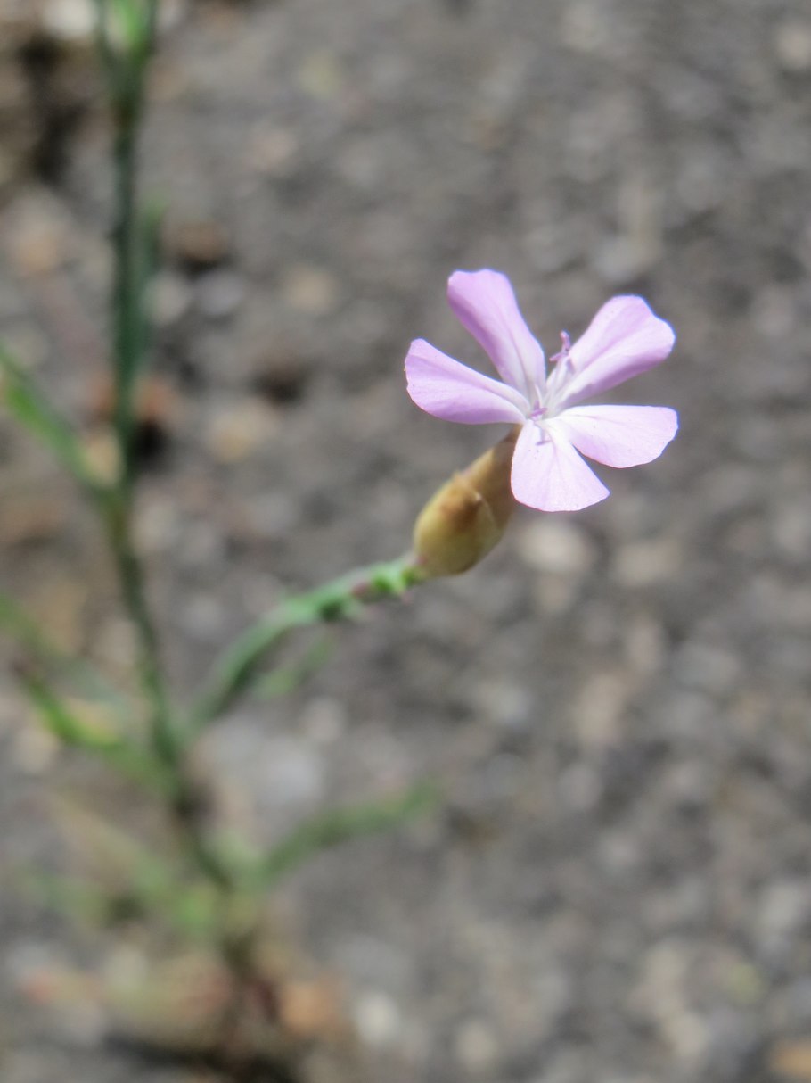 Камнеломка Арендса Фламинго